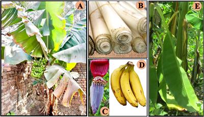 Frontiers | Cancer Preventive and Therapeutic Potential of Banana